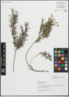 Foto von Salix repens subsp. rosmarinifolia (L.) Andersson